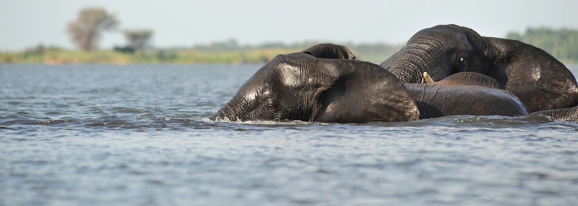 Elephants in Linyanti Concession
