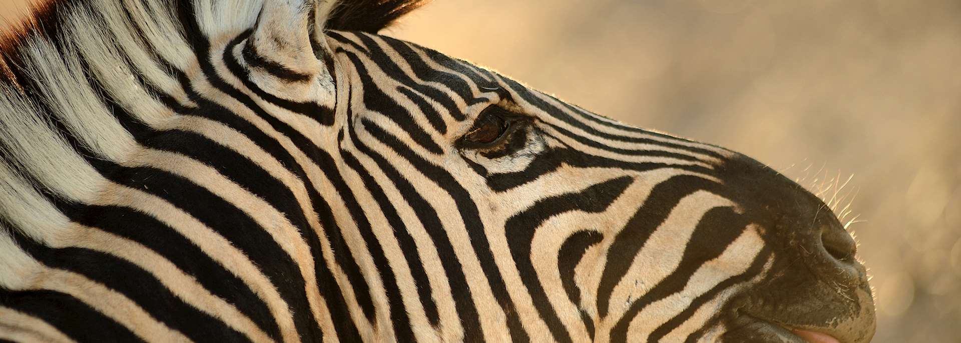 Zebra in Linyanti Concession