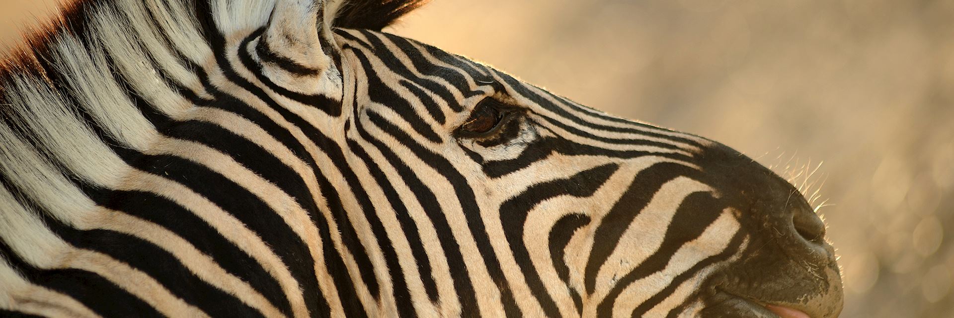 Zebra in Linyanti Concession