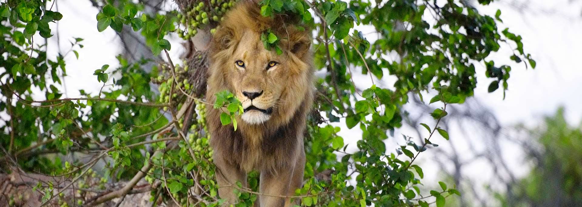 Lion in Duba Concession