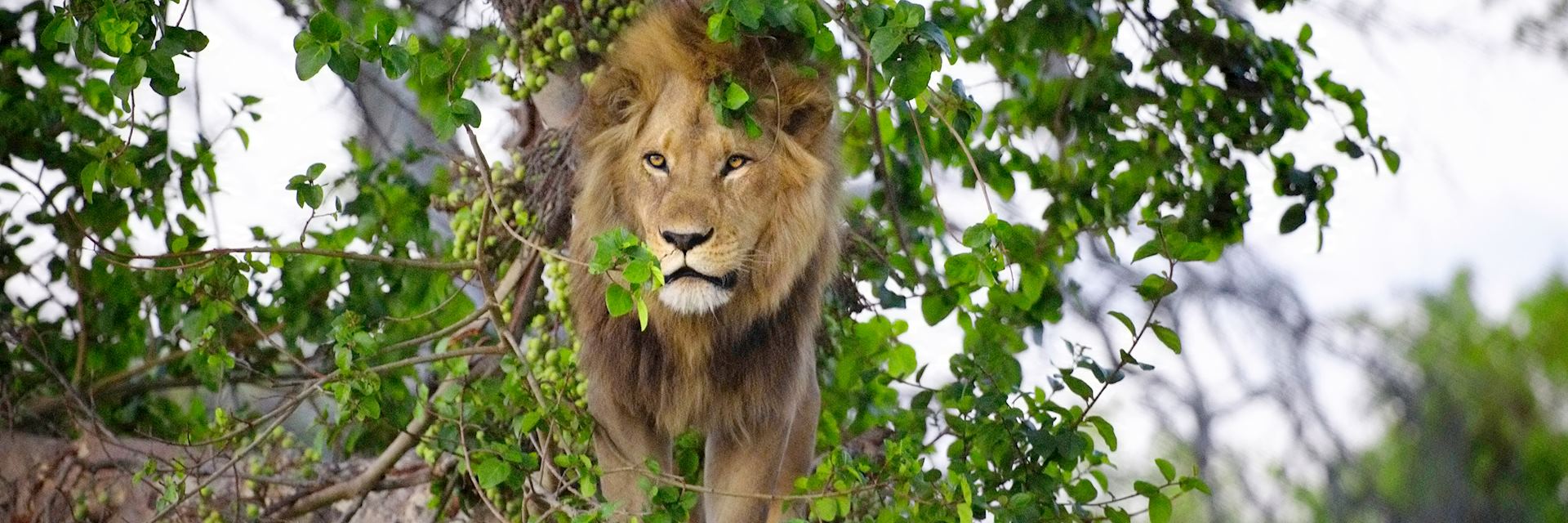 Lion in Duba Concession