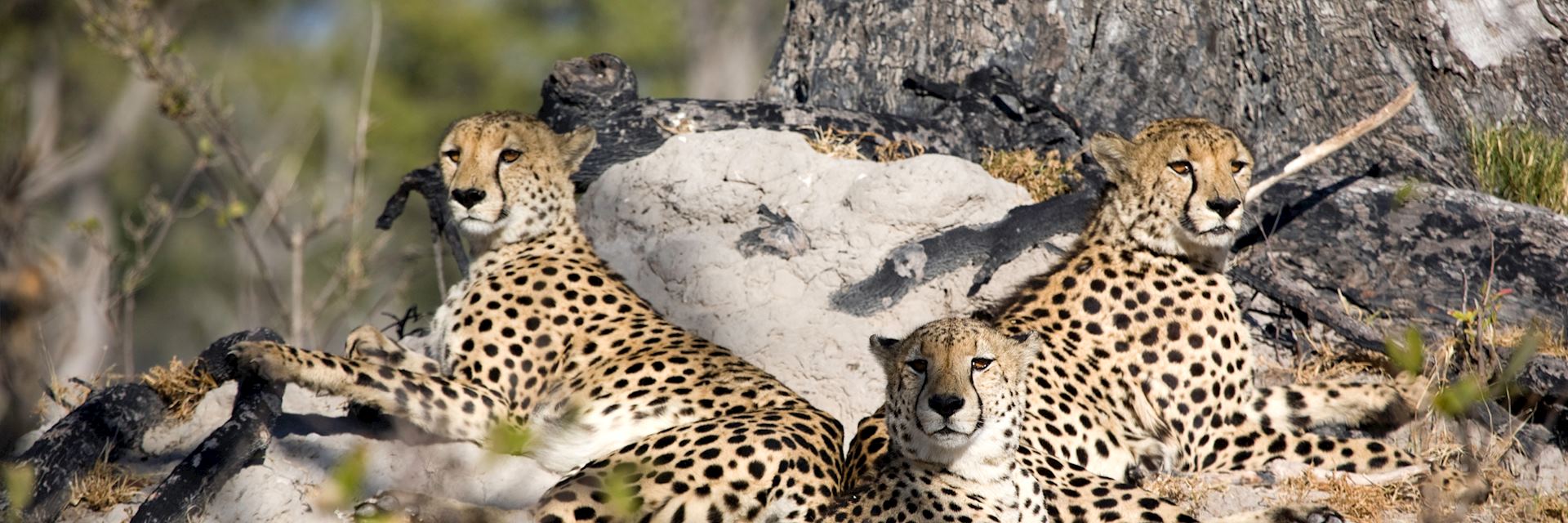 Cheetah at Stanley's Camp, Okavango Delta