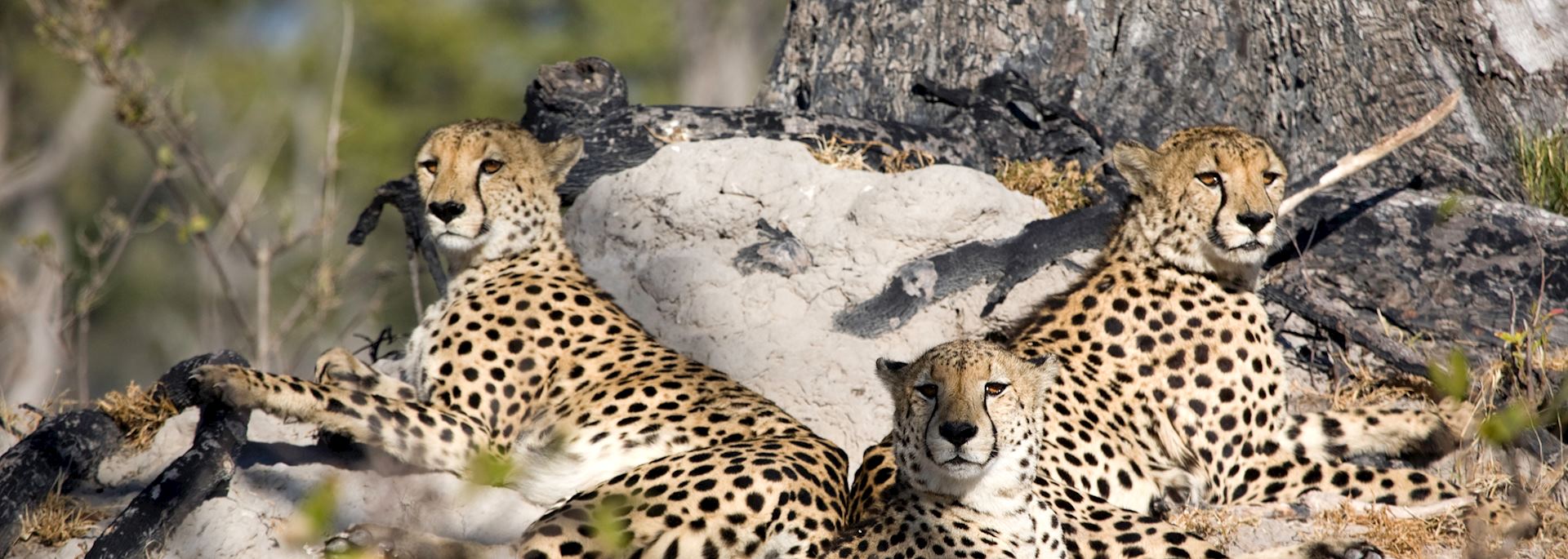 Cheetah at Stanley's Camp, Okavango Delta