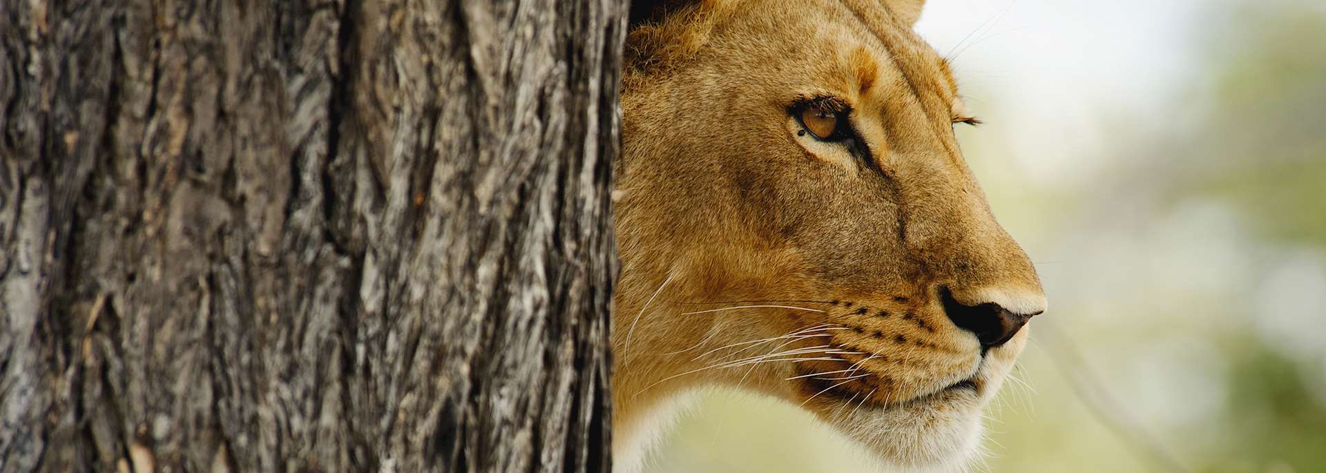 Lioness in Selinda Concession