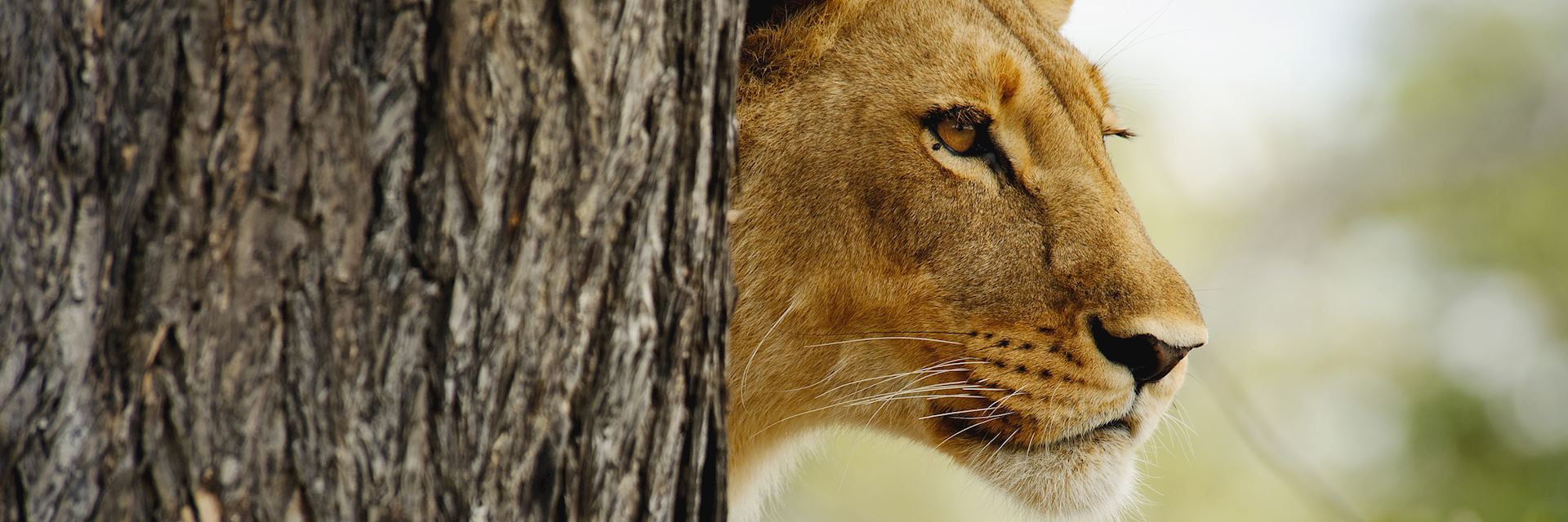 Lioness in Selinda Concession