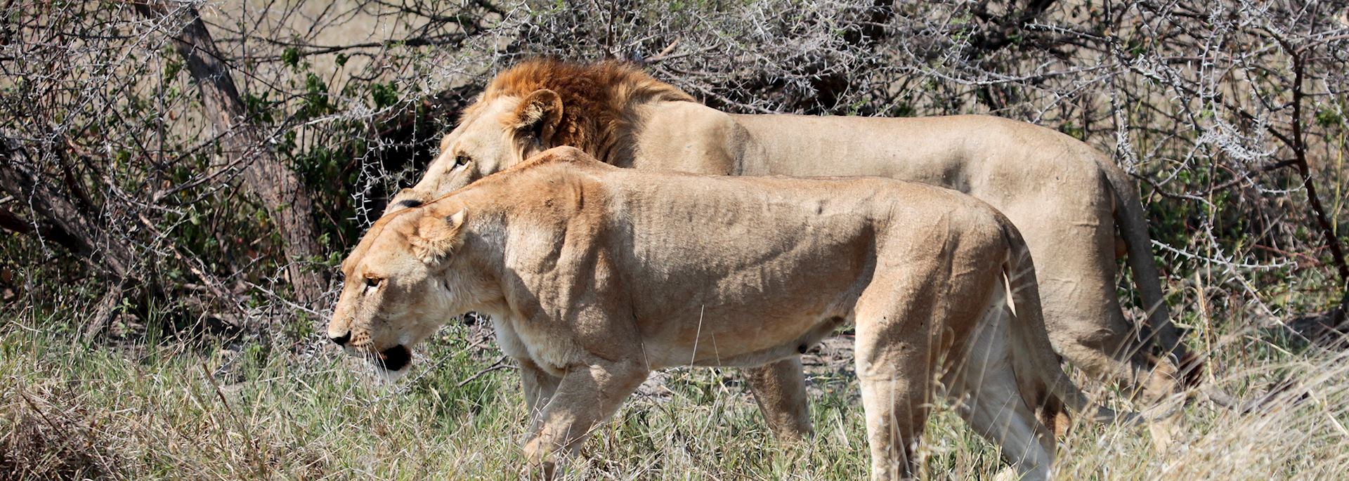 Lion in the Savuti Area