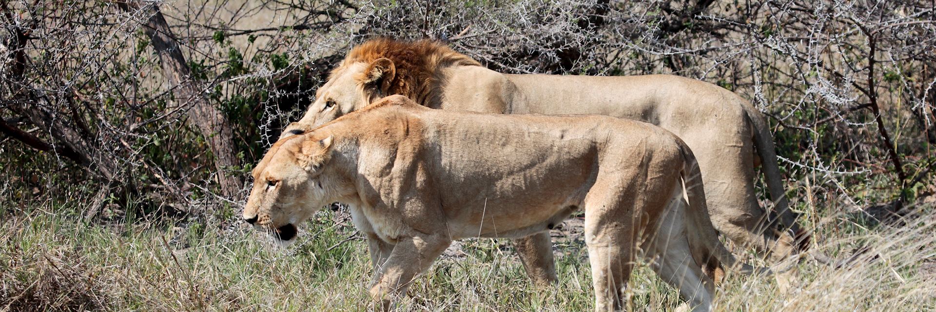 Lion in the Savuti Area