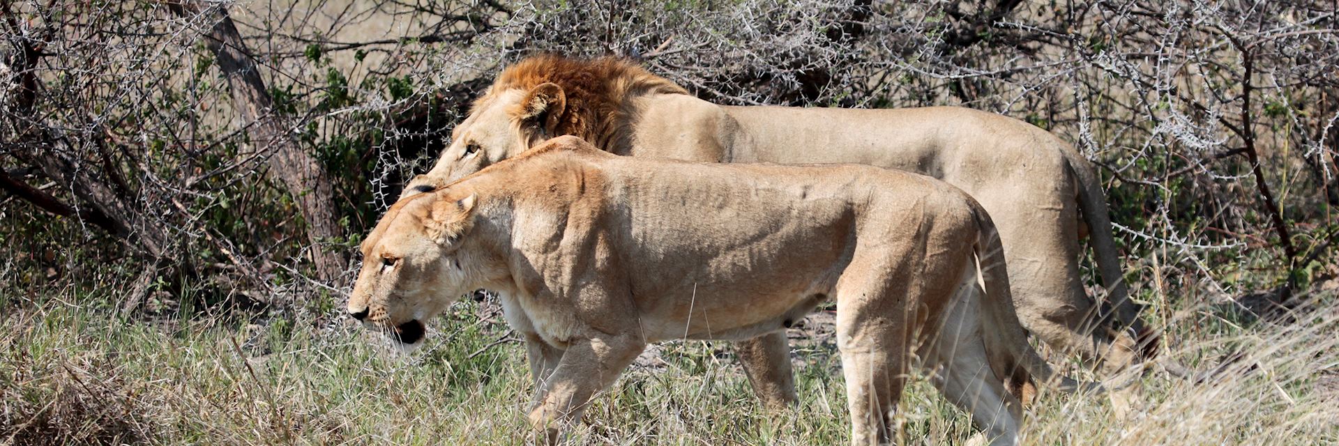 Visit Savuti Area Botswana Tailor Made Trips Audley Travel UK Visit Savuti Area Botswana Tailor Made Trips Audley Travel UK