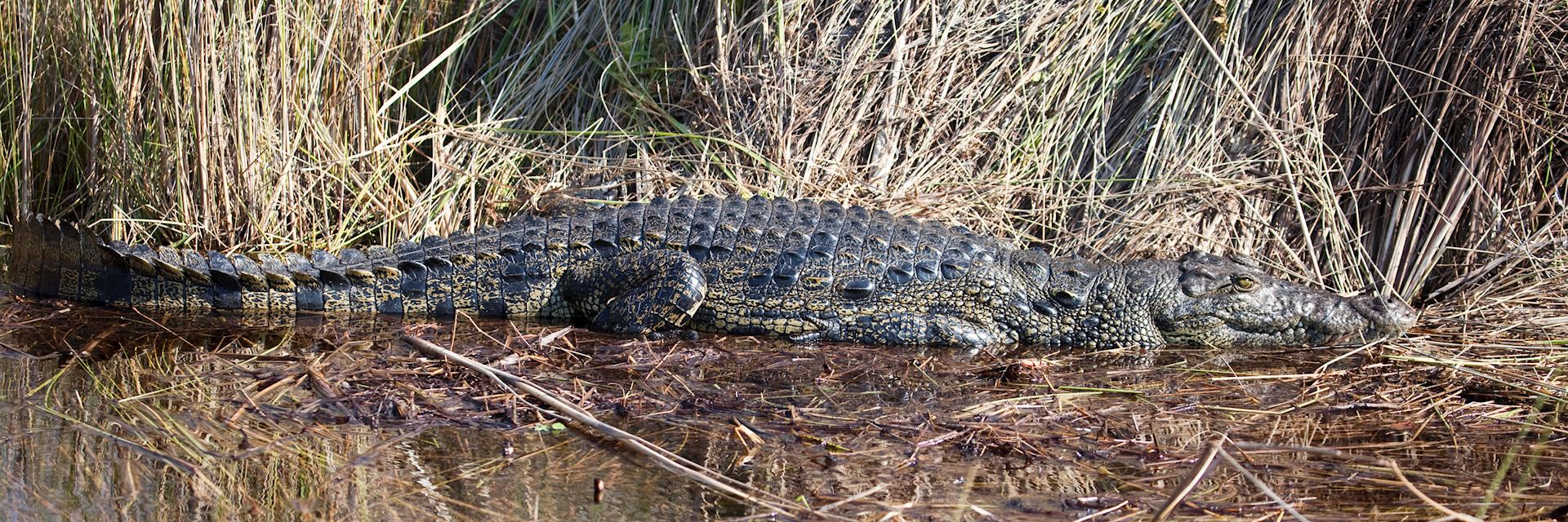 Crocodile, Okavango Delta