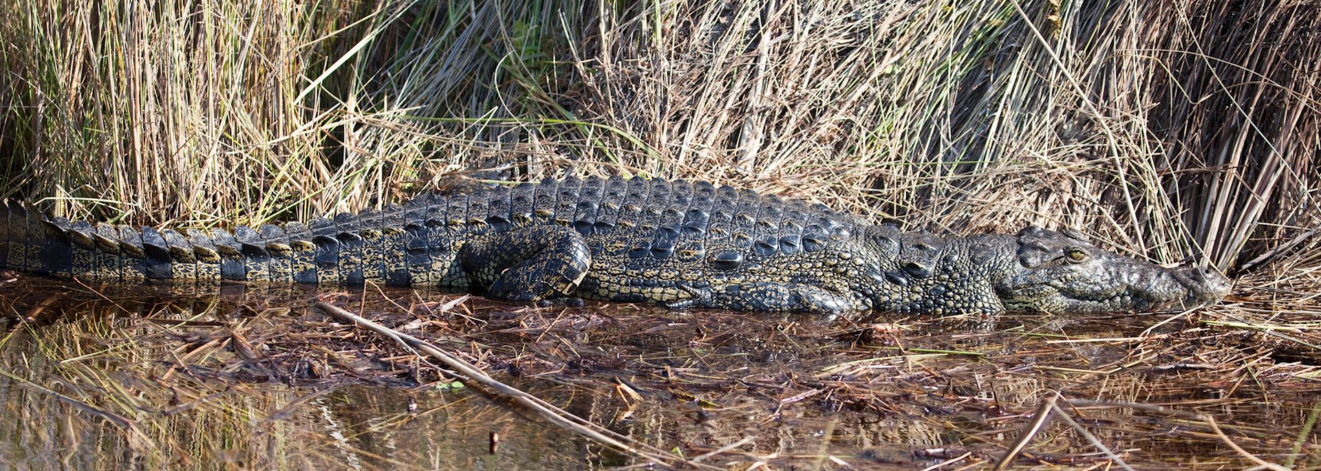 Crocodile, Okavango Delta