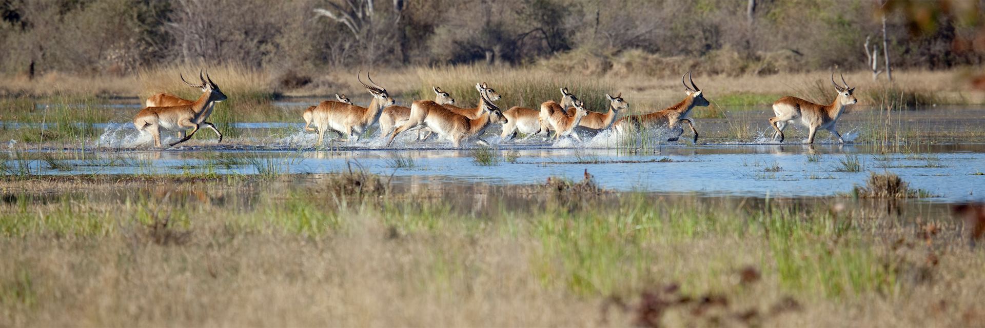 Red lechwe, Khwai Concession