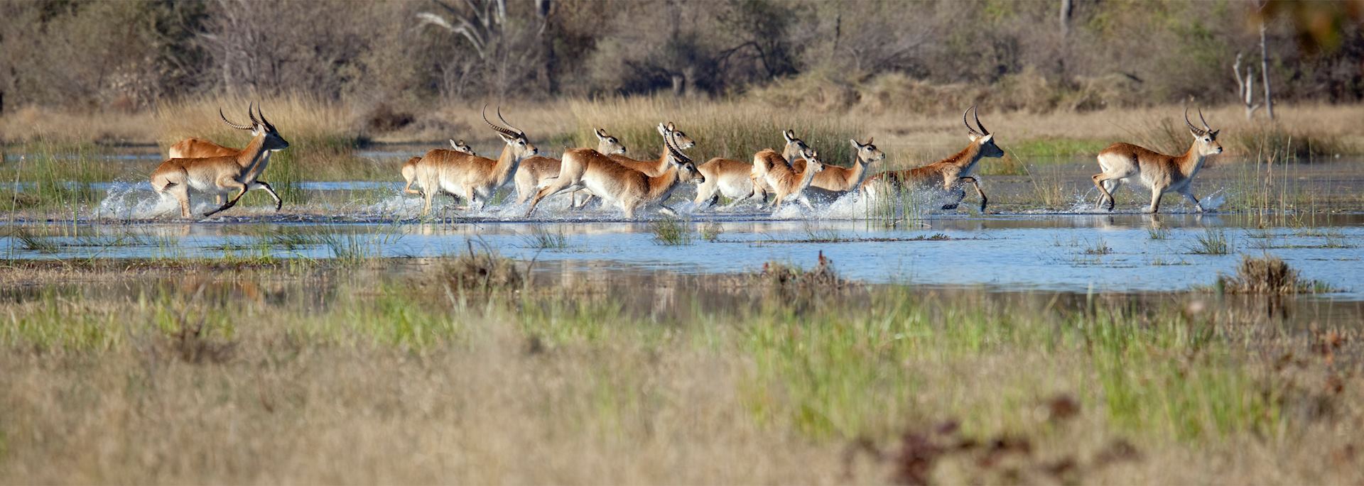 Red lechwe, Khwai Concession