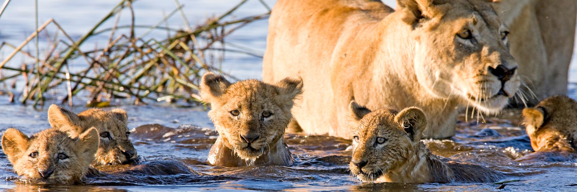 Lion cubs swimming in the Okavango Delta