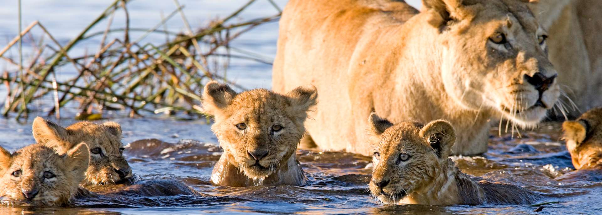 Lion cubs swimming in the Okavango Delta