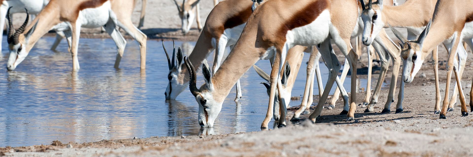 Springbok in Nxai Pan National Park