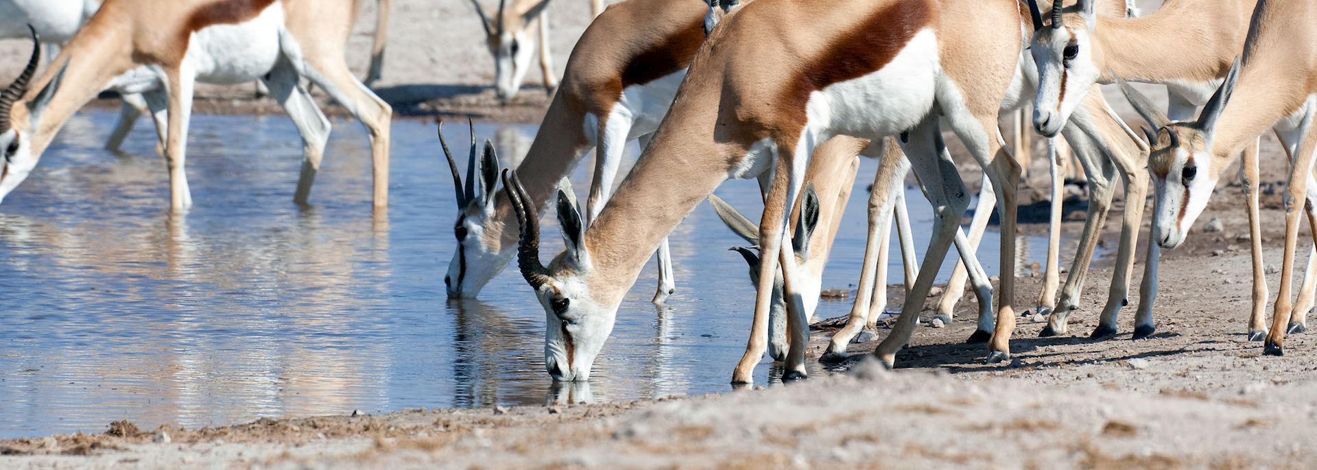 Springbok in Nxai Pan National Park