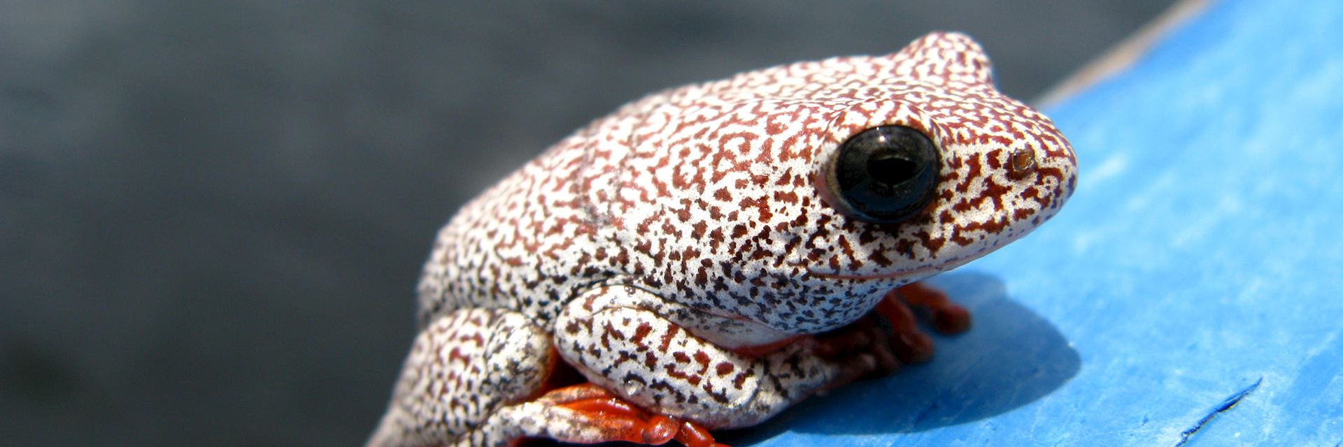 Frog in Sepupa