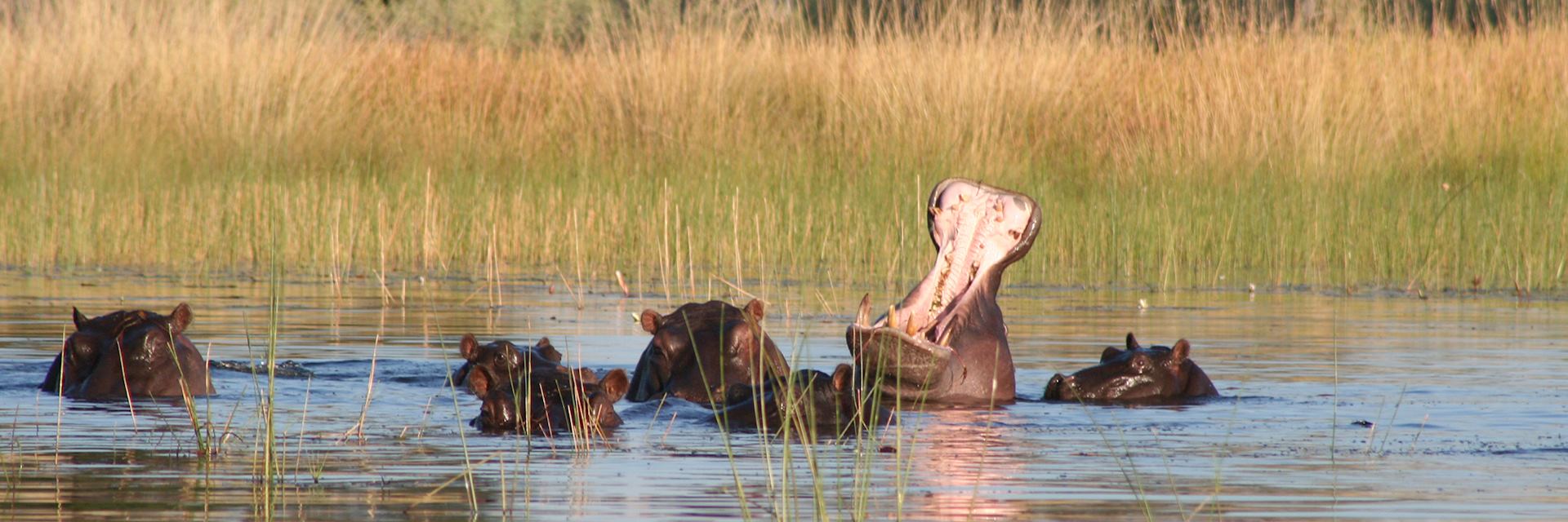 Hippo in Xudum Concession