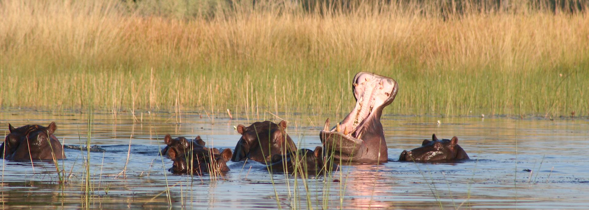 Hippo in Xudum Concession