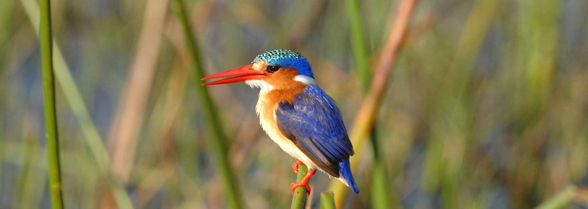 Malachite kingfisher, Kwara Concession