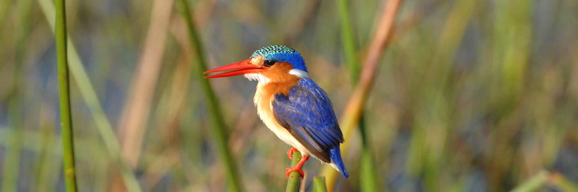 Malachite kingfisher, Kwara Concession