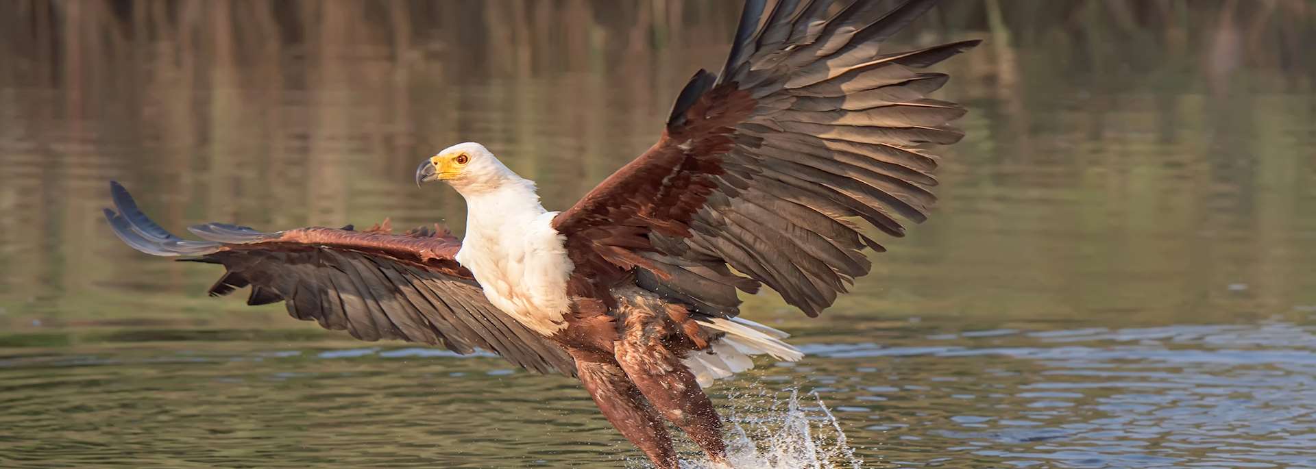 Fish eagle on the Okavango River