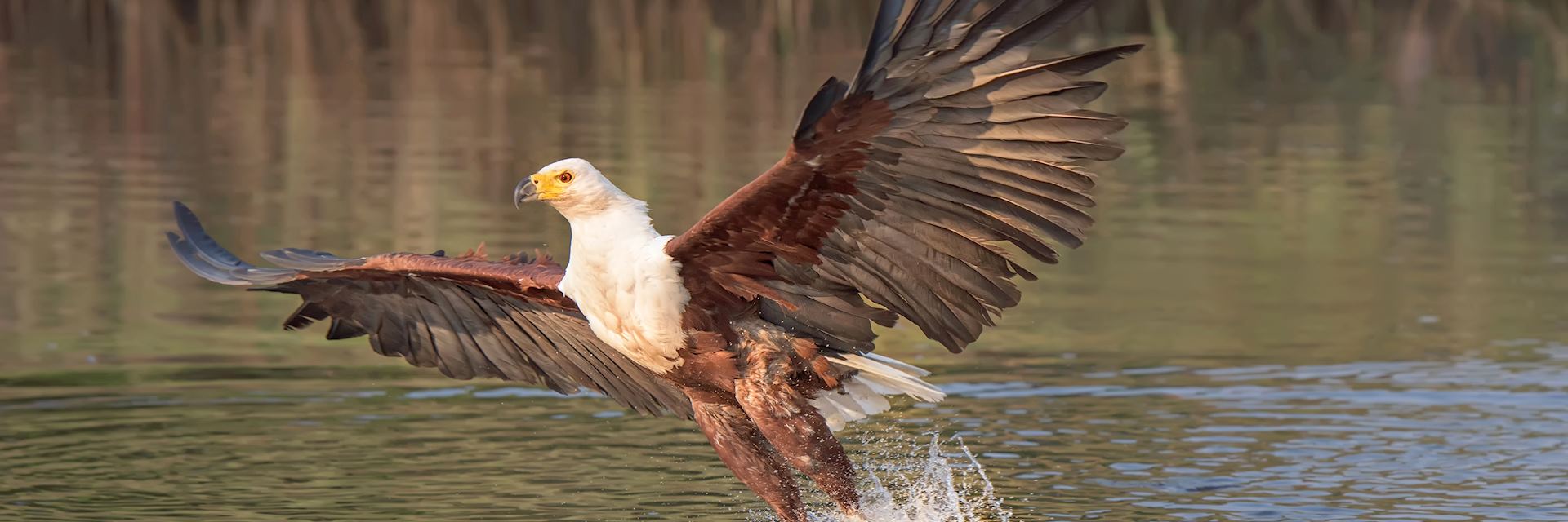 Fish eagle on the Okavango River