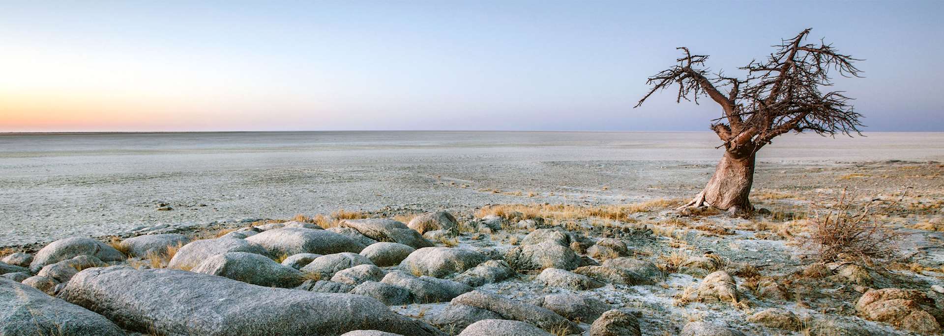 Lone baobab tree, Makgadikgadi Pans, Botswana