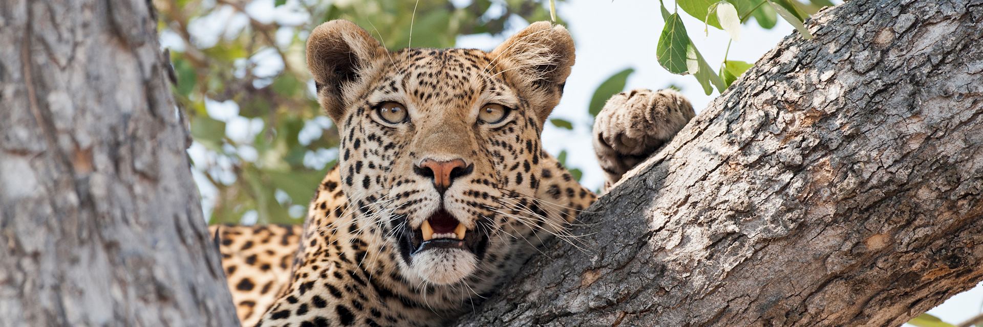 Leopard in Kwando Concession