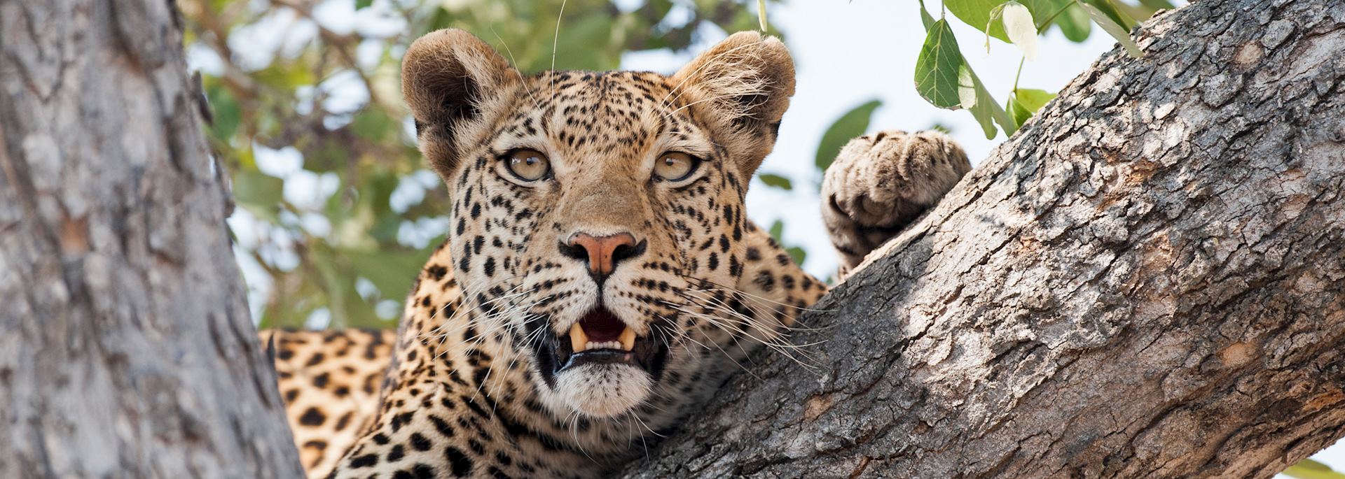 Leopard in Kwando Concession