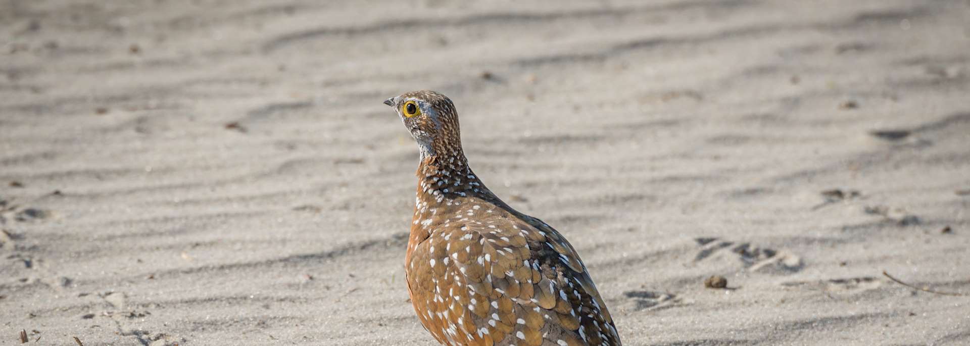 Sand grouse in the Okavango Delta