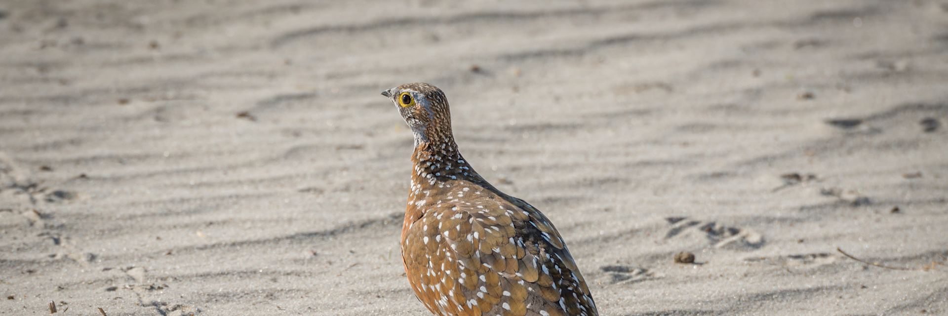 Sand grouse in the Okavango Delta