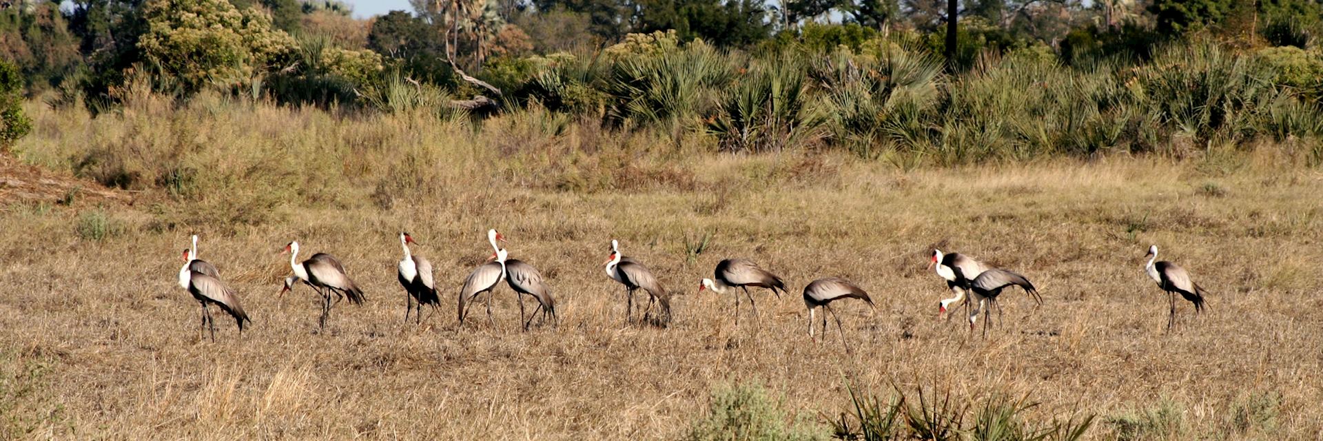 Endangered wattled cranes, Chitabe Concession