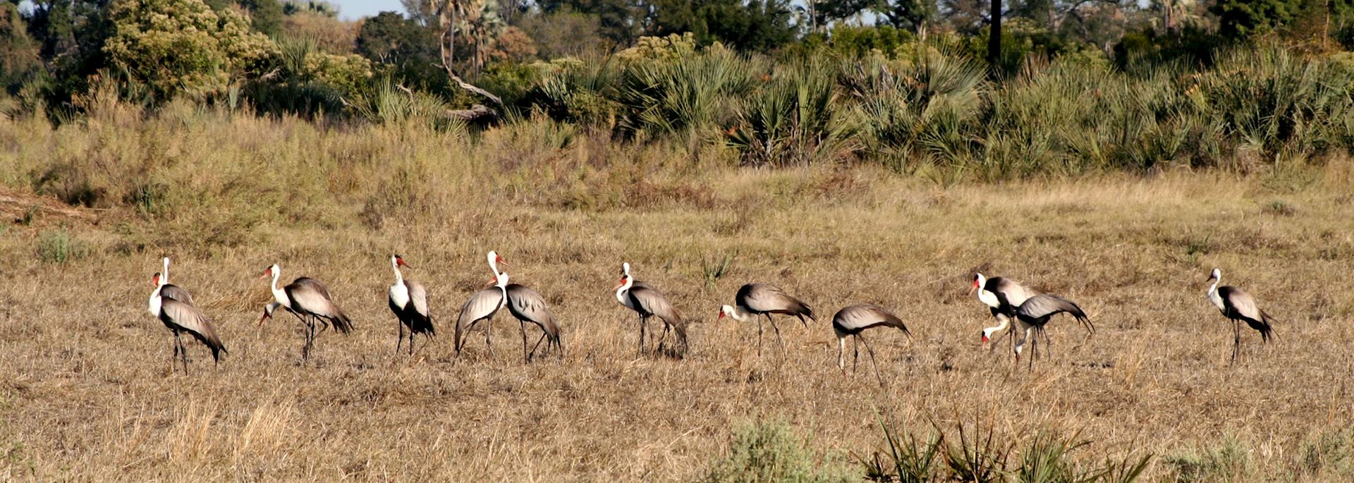 Endangered wattled cranes, Chitabe Concession