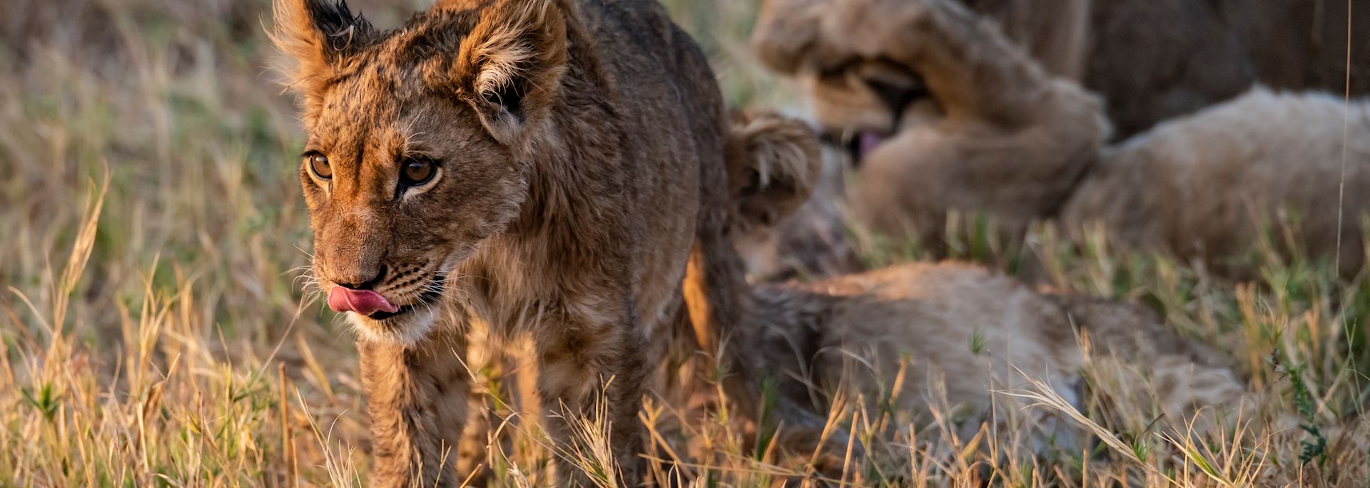 Lion cub in the Savuti area