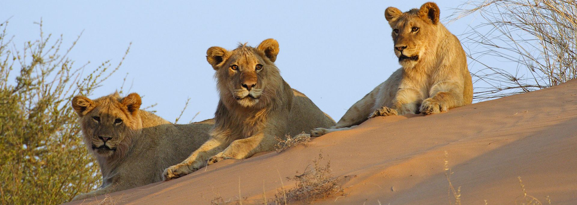Lion on a Kalahari sand dune, Botswana