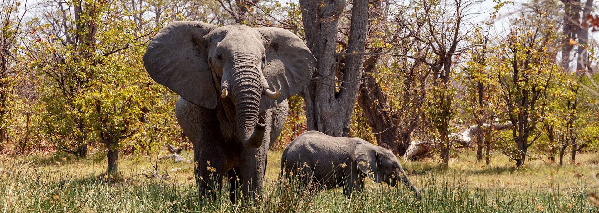 Elephant in Moremi Wildlife Reserve, Botswana