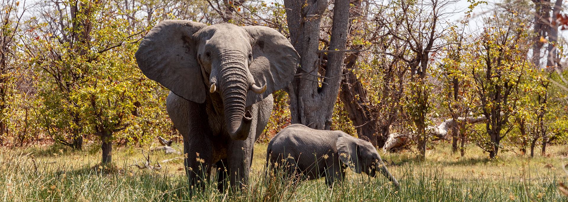 Elephant in Moremi Wildlife Reserve, Botswana