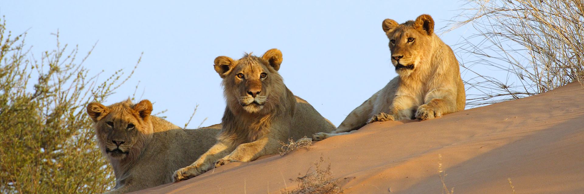 Lion on a Kalahari sand dune, Botswana