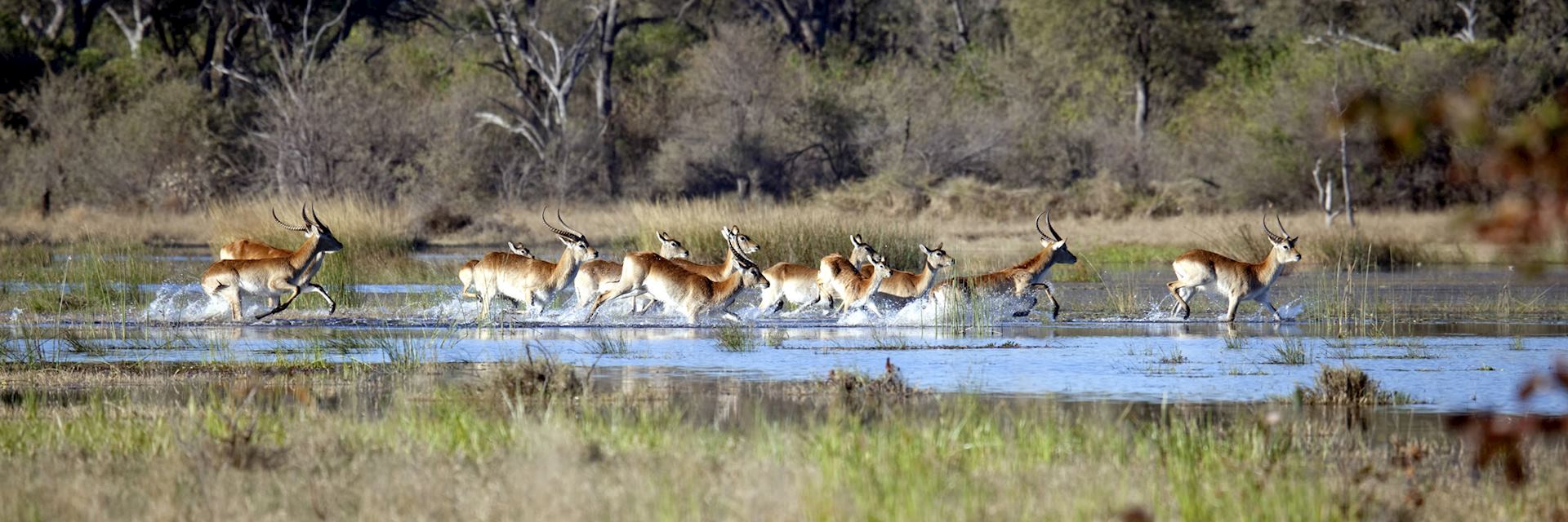 Red lechwe, Khwai Concession
