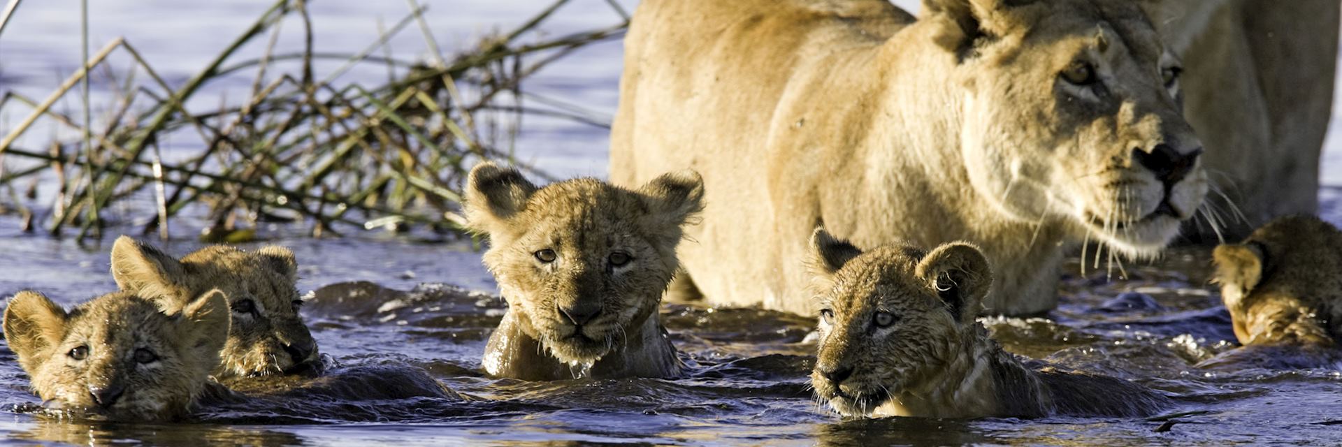 Lion cubs swimming in the Okavango Delta