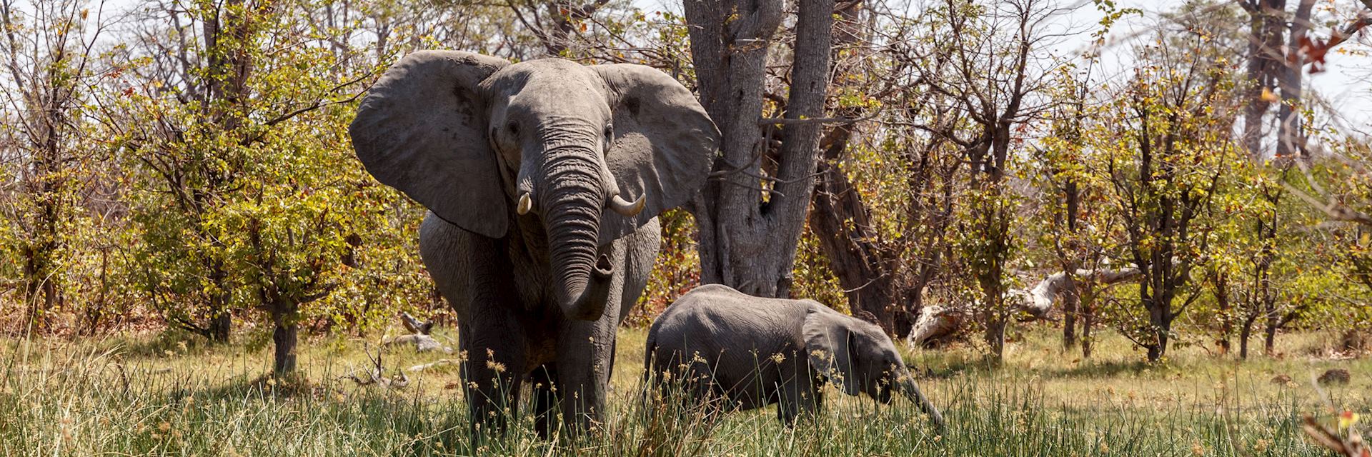 Elephant in Moremi Wildlife Reserve, Bostwana