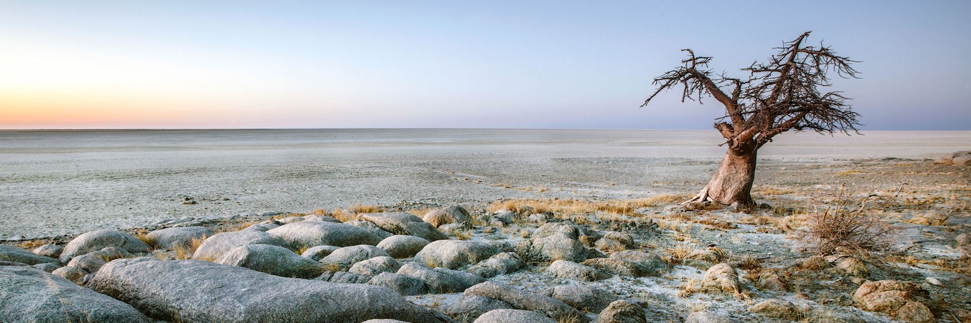 Lone baobab tree, Makgadikgadi Pans, Botswana