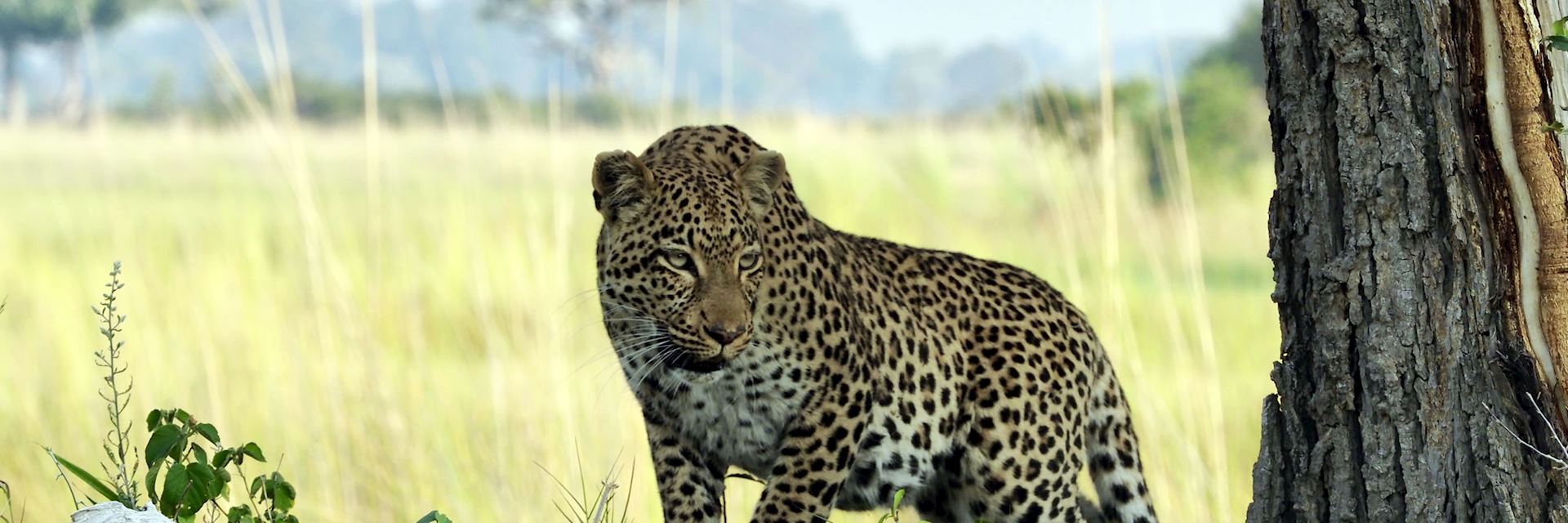 Leopard, Vumbura Concession