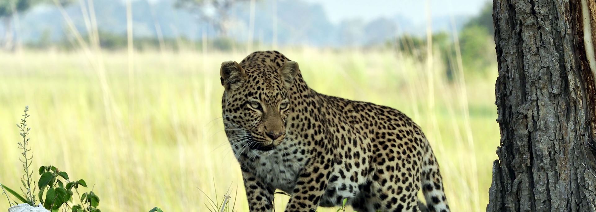 Leopard, Vumbura Concession