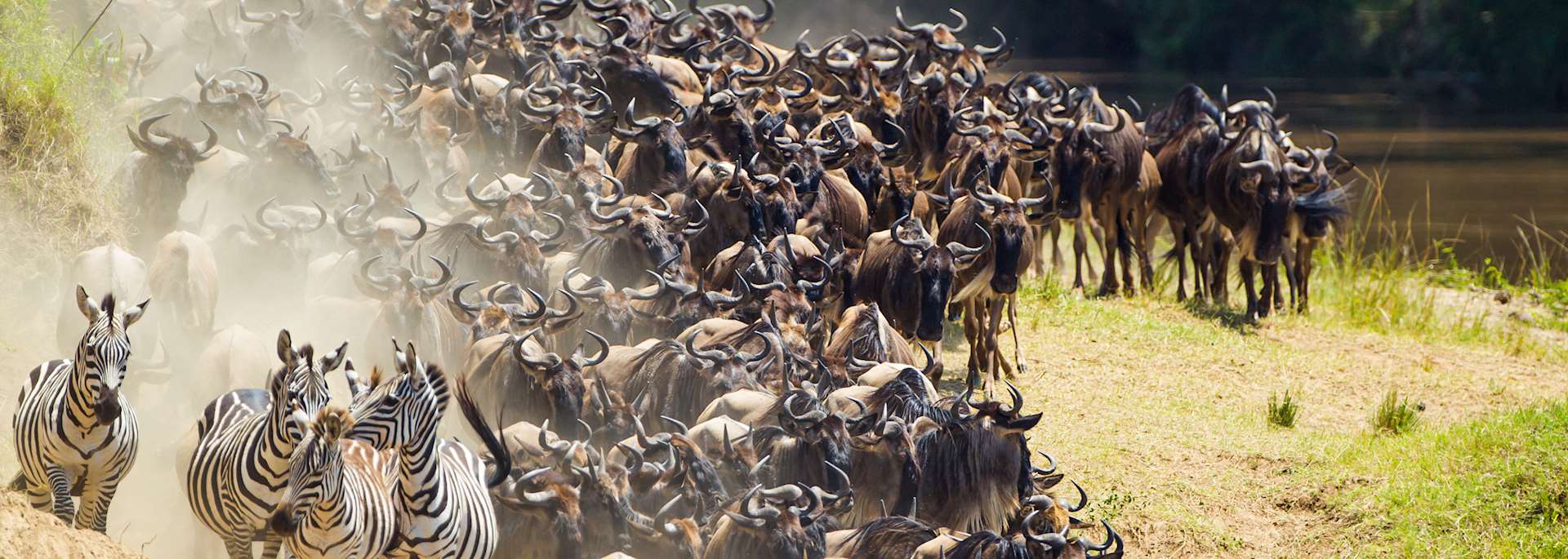 Zebra and wildebeest  migration