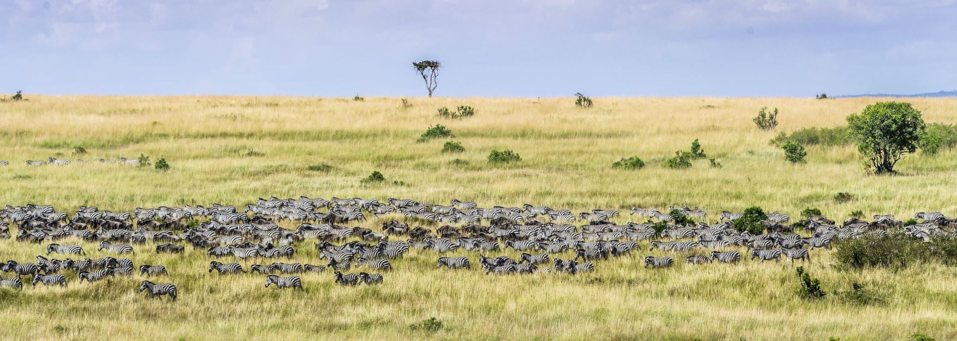 Zebra migration across the Masai Mara