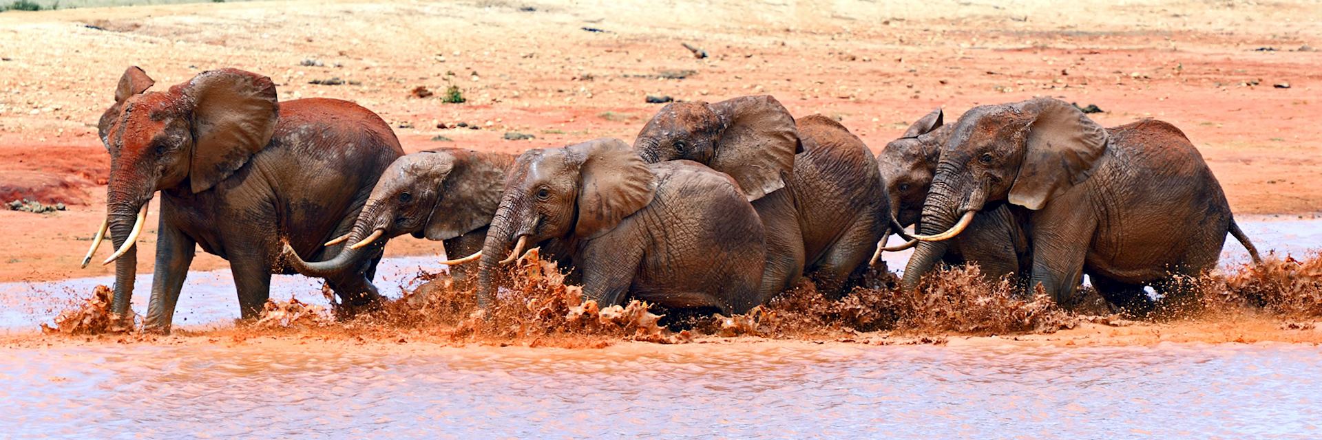 Elephant, Tsavo National Park