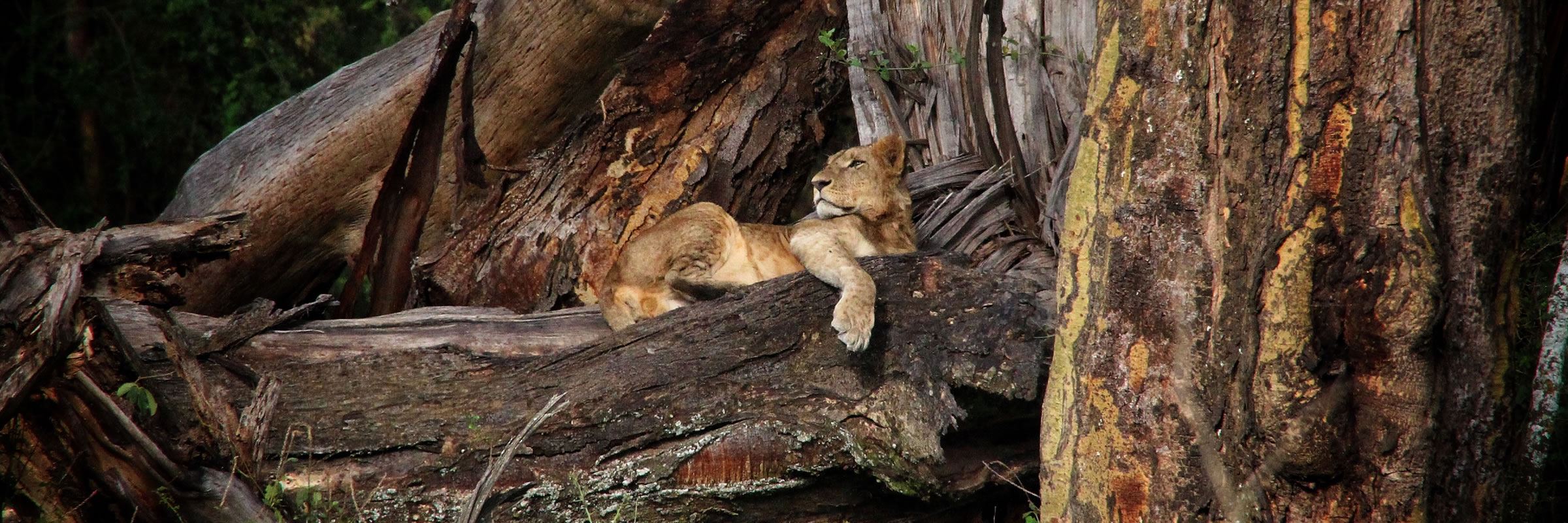 Lion in Lake Nakuru National Park, Kenya