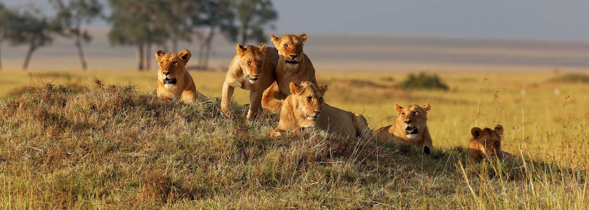 Lion, Masai Mara